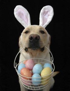 Easter  dog 1