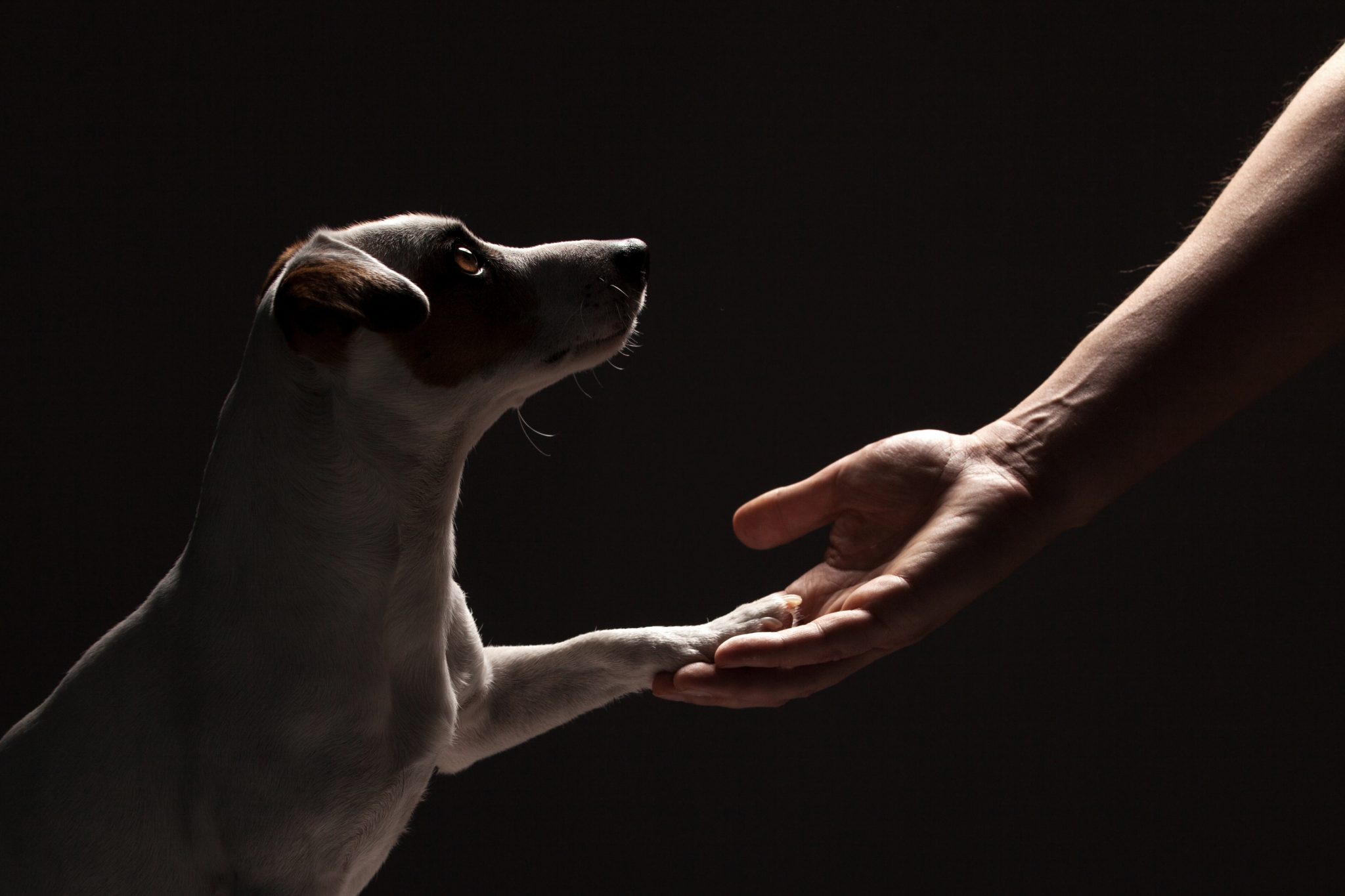 How to Help, Not Hurt in an Animal Cruelty Investigation - Oklahoma ...